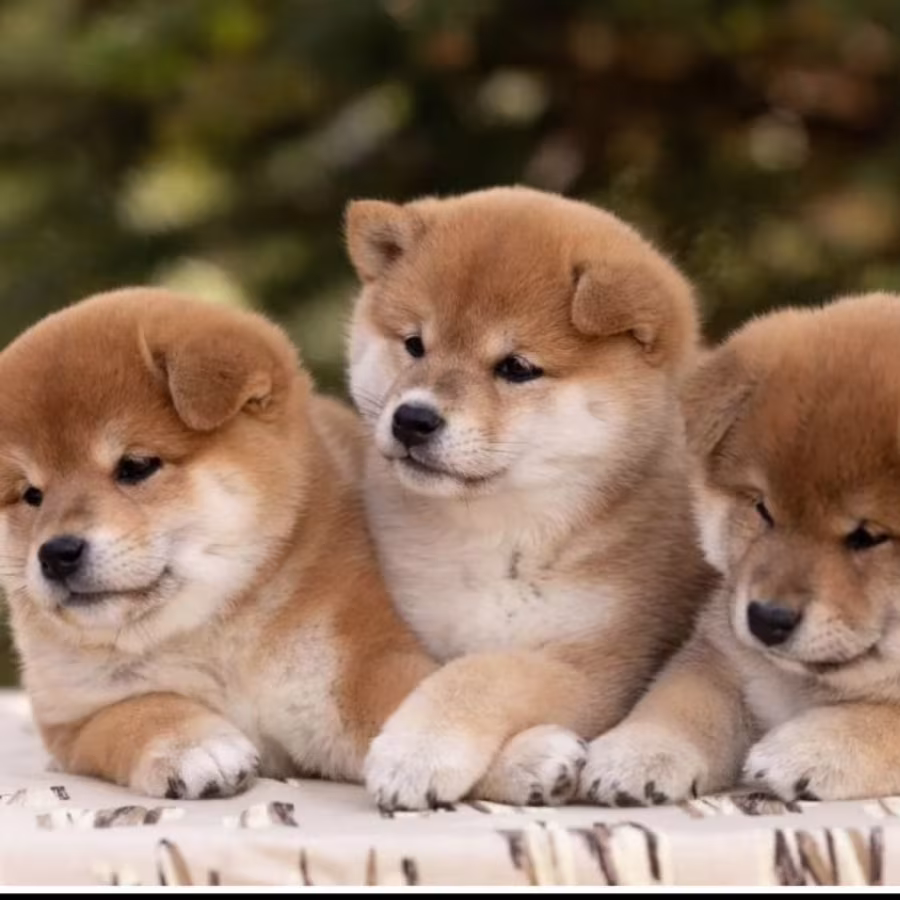 Akita Puppies for Sale in Texas (TX)