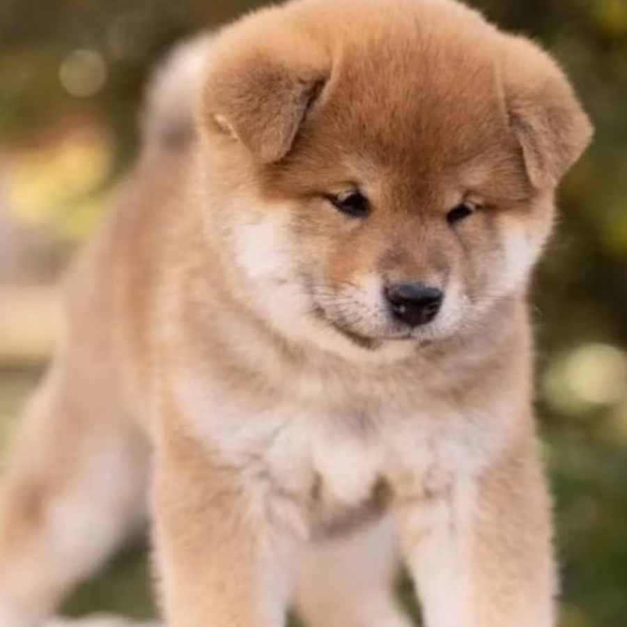 Akita Puppies for Sale in Texas (TX)