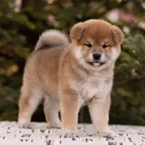 Akita Puppies for Sale in Texas (TX)