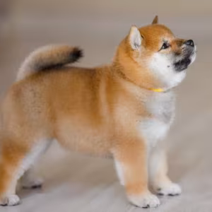 Purebred Akita Girl for Sale in New York (NY)