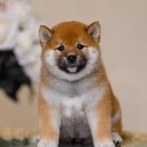 Purebred Akita Girl for Sale in New York (NY)