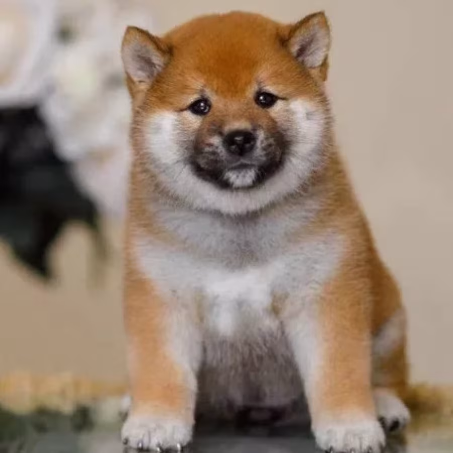 Purebred Akita Girl for Sale in New York (NY)