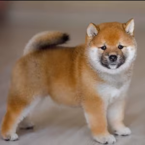 Purebred Akita Girl for Sale in New York (NY)