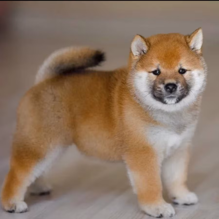 Purebred Akita Girl for Sale in New York (NY)