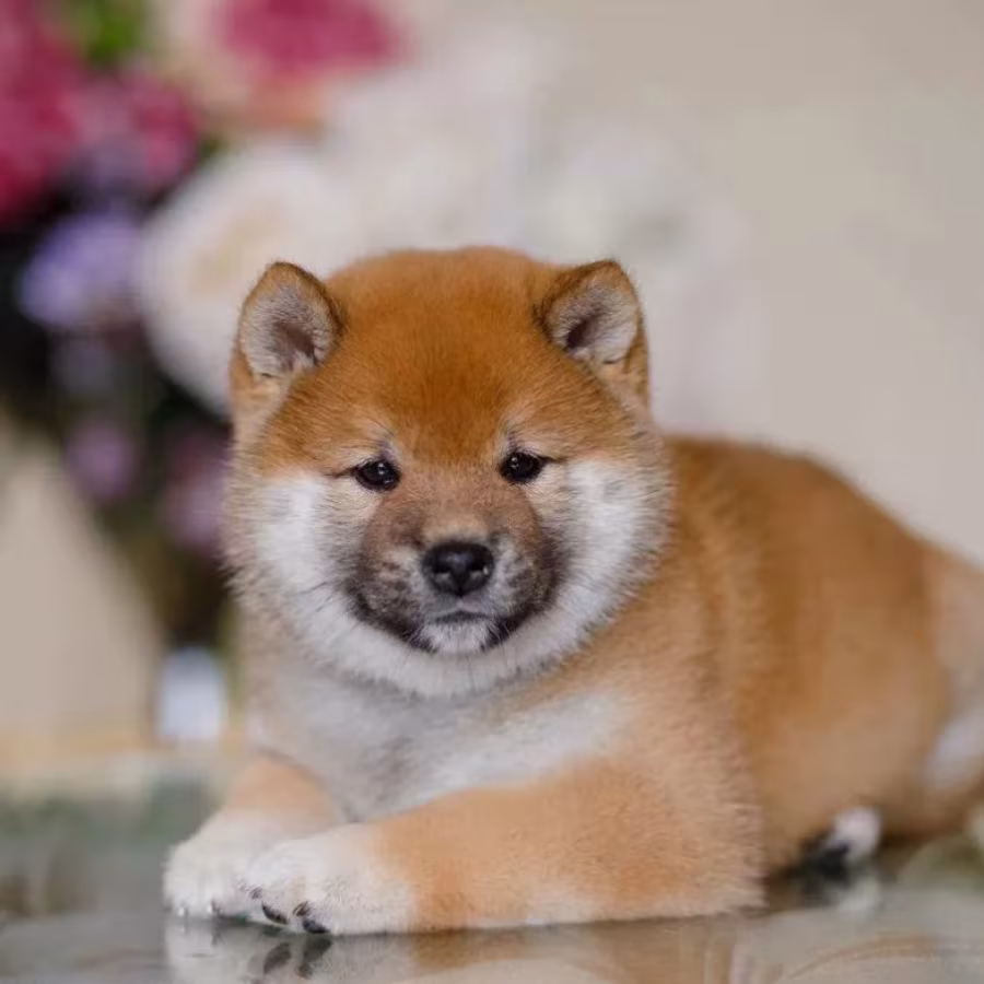 Purebred Akita Girl for Sale in New York (NY)