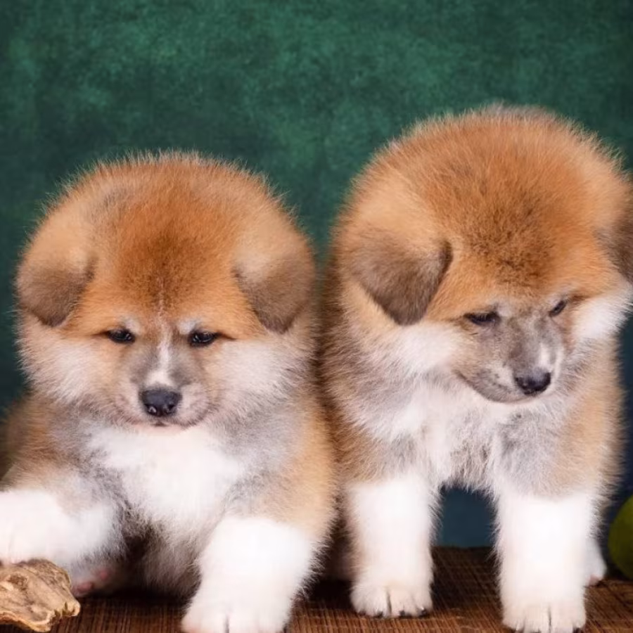 Akita Girl and Boy Puppies for Sale in New York (NY)