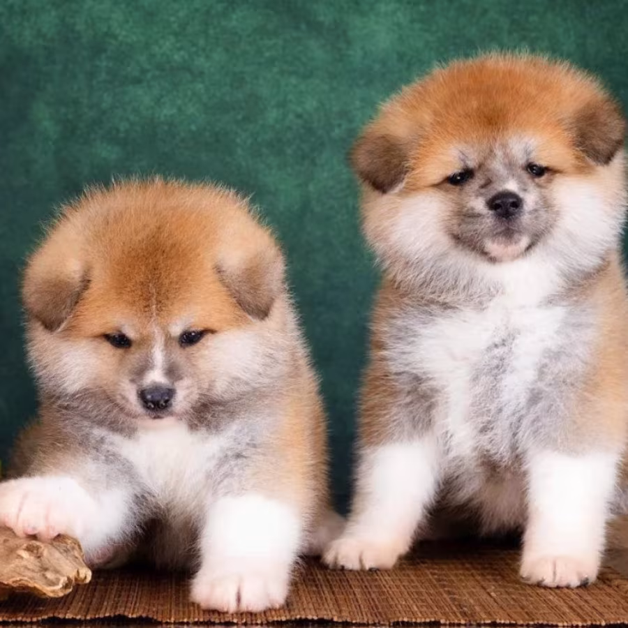 Akita Girl and Boy Puppies for Sale in New York (NY)