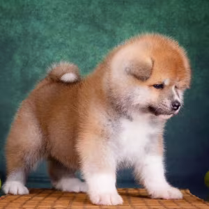 Akita Girl and Boy Puppies for Sale in New York (NY)