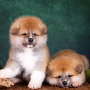 Akita Girl and Boy Puppies for Sale in New York (NY)