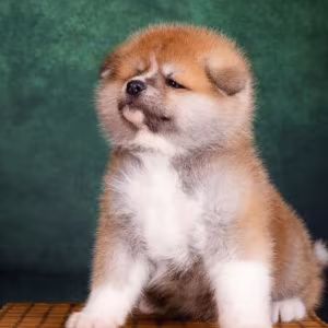 Akita Girl and Boy Puppies for Sale in New York (NY)