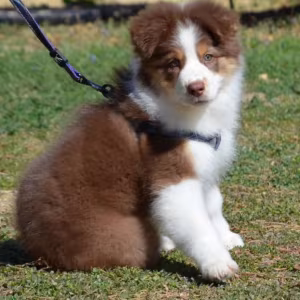Australian Shepherd Puppies for Sale in California (CA)
