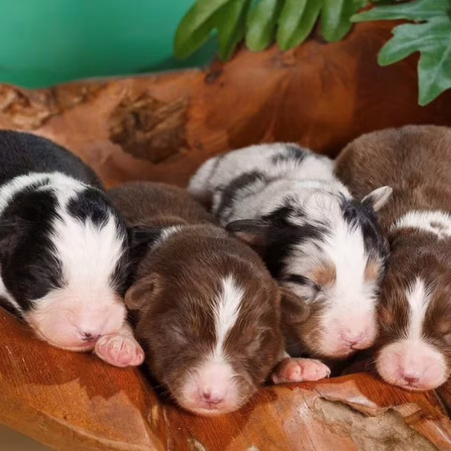 Australian Shepherd Puppies for Sale Boys and Girls Available