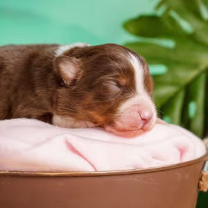 Australian Shepherd Puppies for Sale Boys and Girls Available