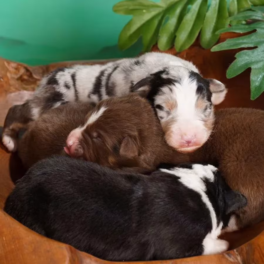Australian Shepherd Puppies for Sale Boys and Girls Available