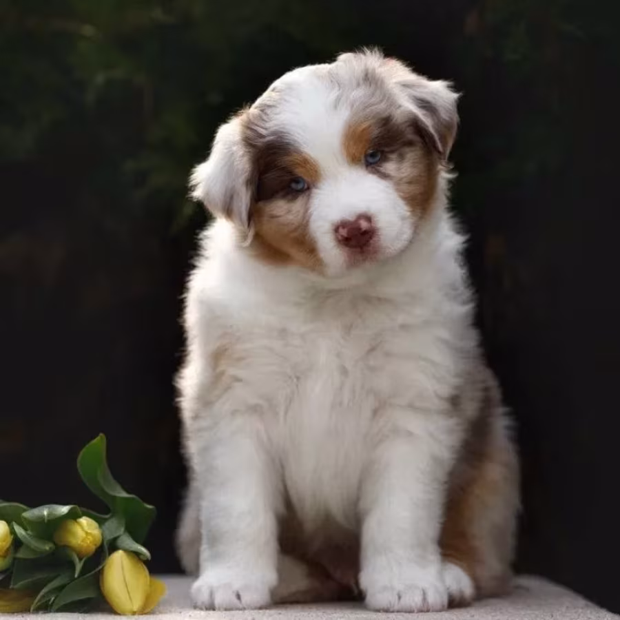 Australian Shepherd Puppy for Sale in Michigan (MI)