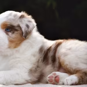 Australian Shepherd Puppy for Sale in Michigan (MI)