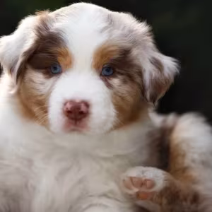 Australian Shepherd Puppy for Sale in Michigan (MI)
