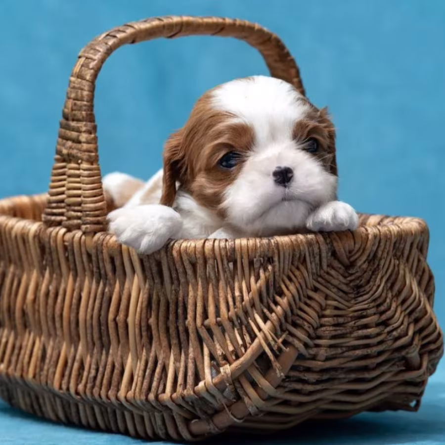 Kennel Offering Healthy Cavalier King Charles Spaniel Puppies in Ca...