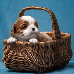 Kennel Offering Healthy Cavalier King Charles Spaniel Puppies in Ca...