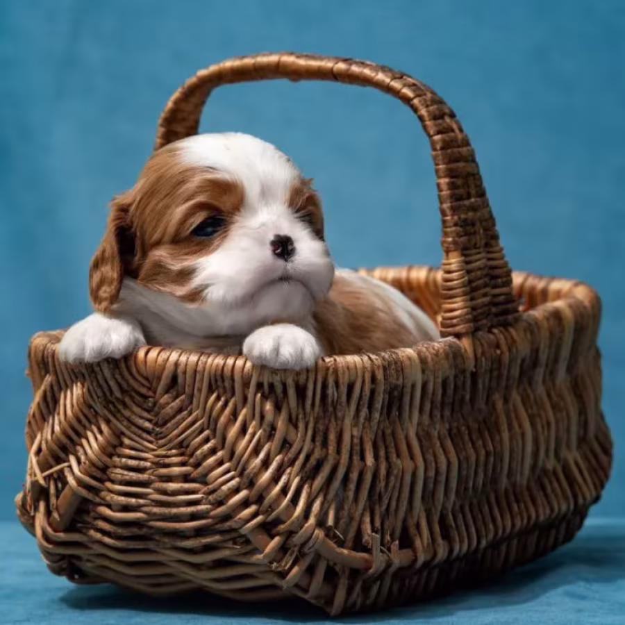 Kennel Offering Healthy Cavalier King Charles Spaniel Puppies in Ca...