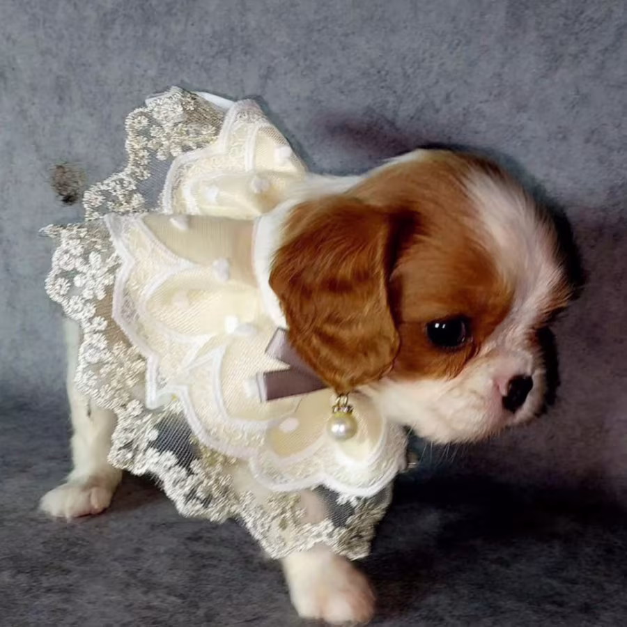 Cavalier King Charles Spaniel Girl, 8 Weeks Old, Looking for a Home...