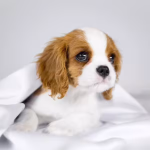 Cavalier King Charles Spaniel Girl and Boy Puppies from Titled Pare...