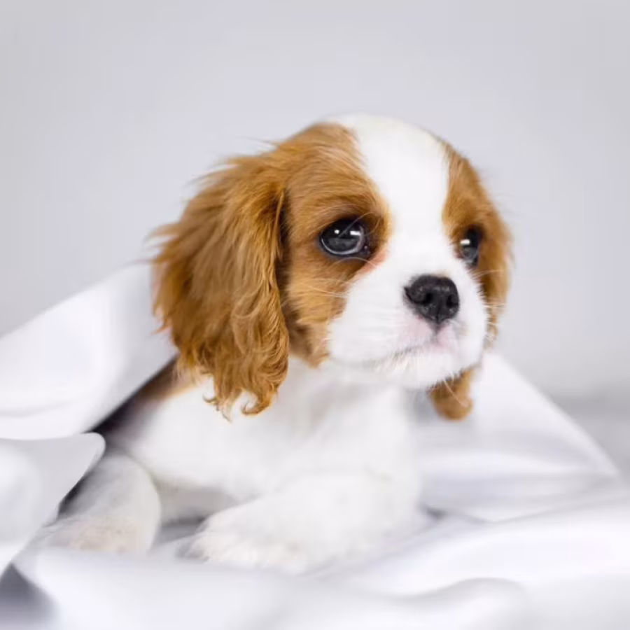 Cavalier King Charles Spaniel Girl and Boy Puppies from Titled Pare...