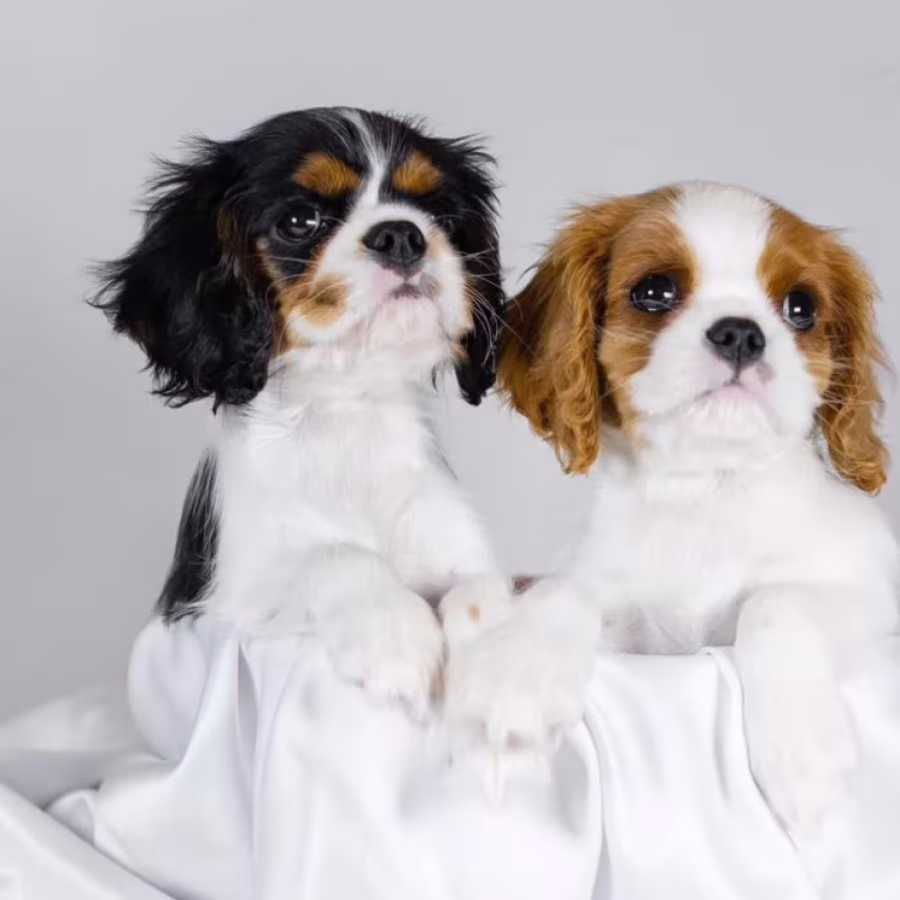 Cavalier King Charles Spaniel Girl and Boy Puppies from Titled Pare...