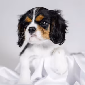 Cavalier King Charles Spaniel Girl and Boy Puppies from Titled Pare...