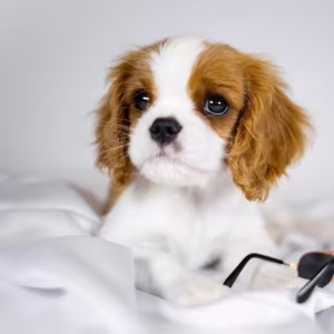 Cavalier King Charles Spaniel Girl and Boy Puppies from Titled Pare...