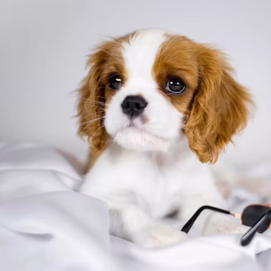 Cavalier King Charles Spaniel Girl and Boy Puppies from Titled Pare...