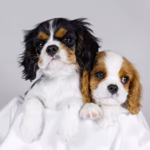 Cavalier King Charles Spaniel Girl and Boy Puppies from Titled Pare...