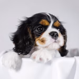 Cavalier King Charles Spaniel Girl and Boy Puppies from Titled Pare...