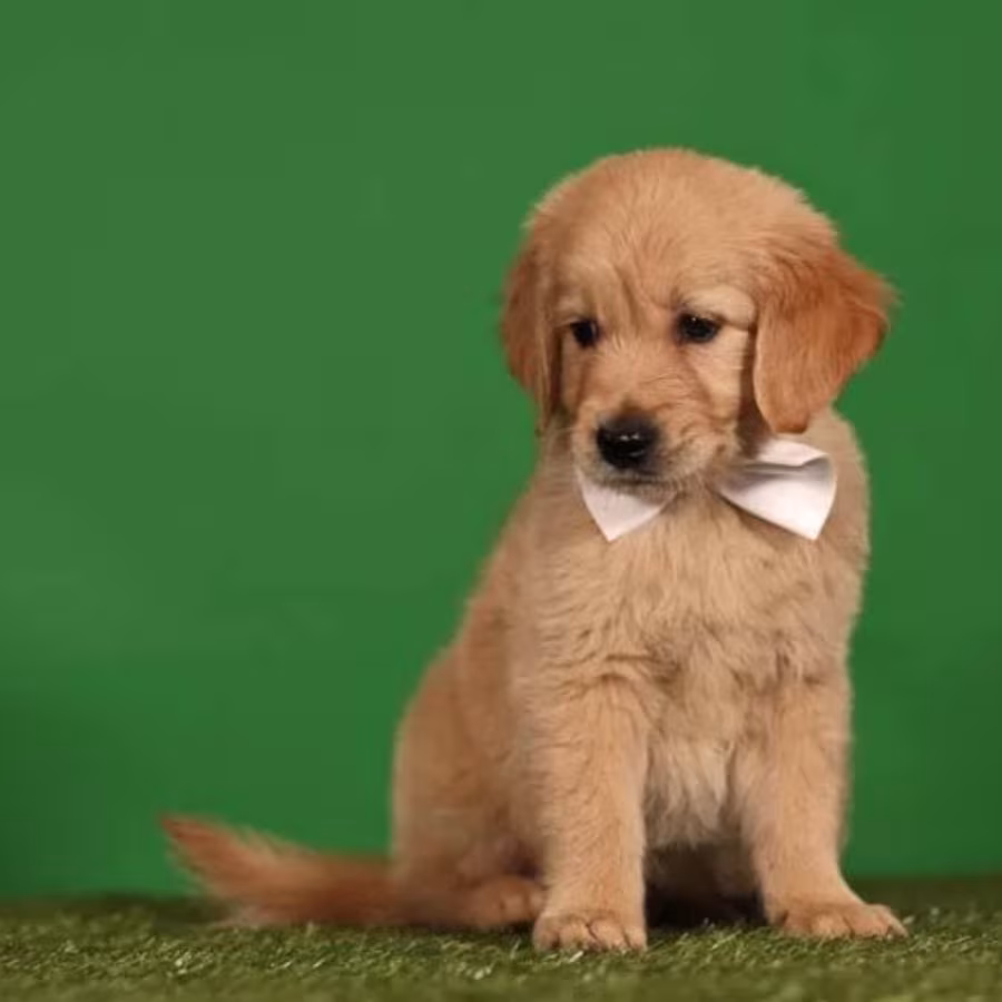 Golden Retriever Puppies for Sale in Texas (TX)