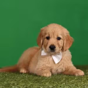 Golden Retriever Puppies for Sale in Texas (TX)