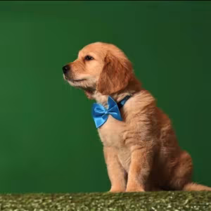 Golden Retriever Puppies for Sale in Texas (TX)