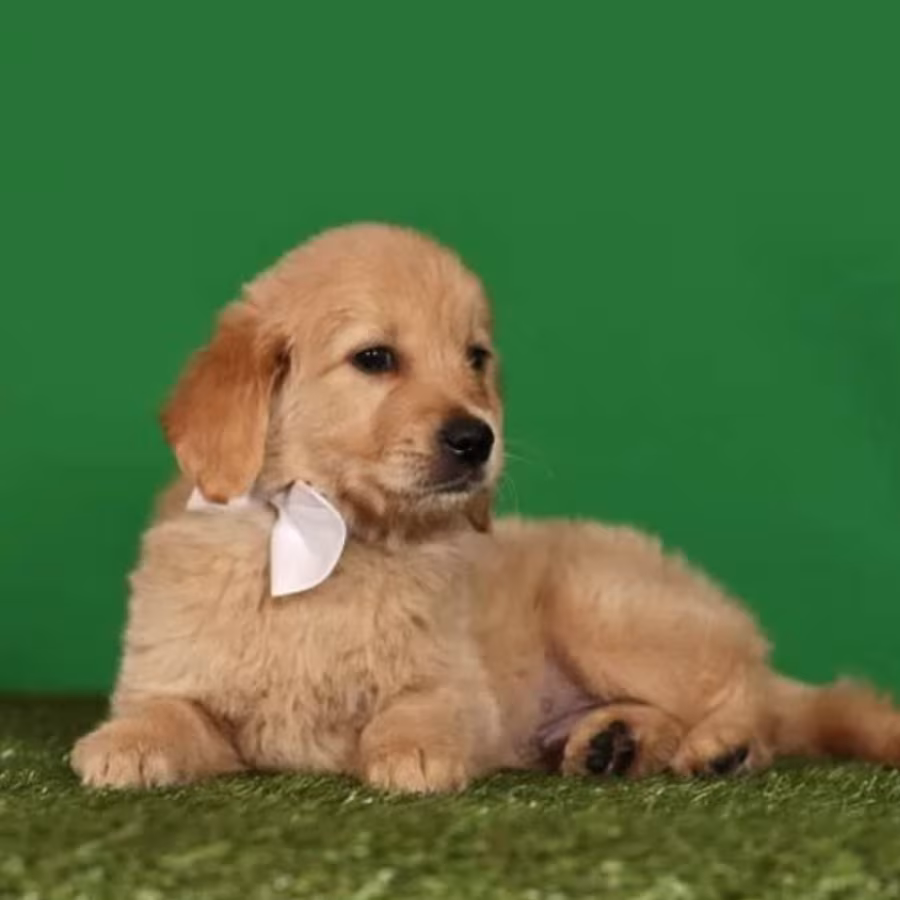 Golden Retriever Puppies for Sale in Texas (TX)