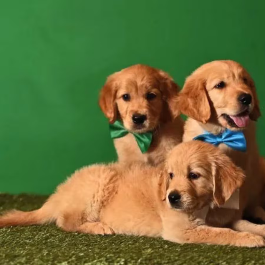 Golden Retriever Puppies for Sale in Texas (TX)