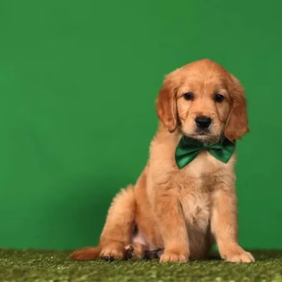 Golden Retriever Puppies for Sale in Texas (TX)