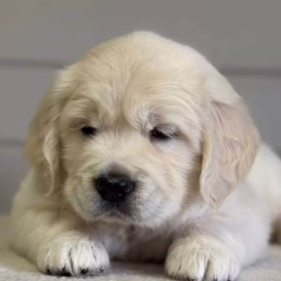 Golden Retriever Girl Puppy Looking for a Home in New York (NY)