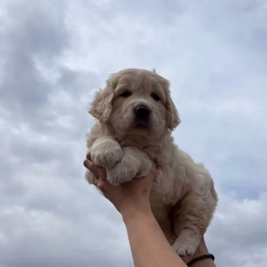 Golden Retriever Girl Puppy Looking for a Home in New York (NY)