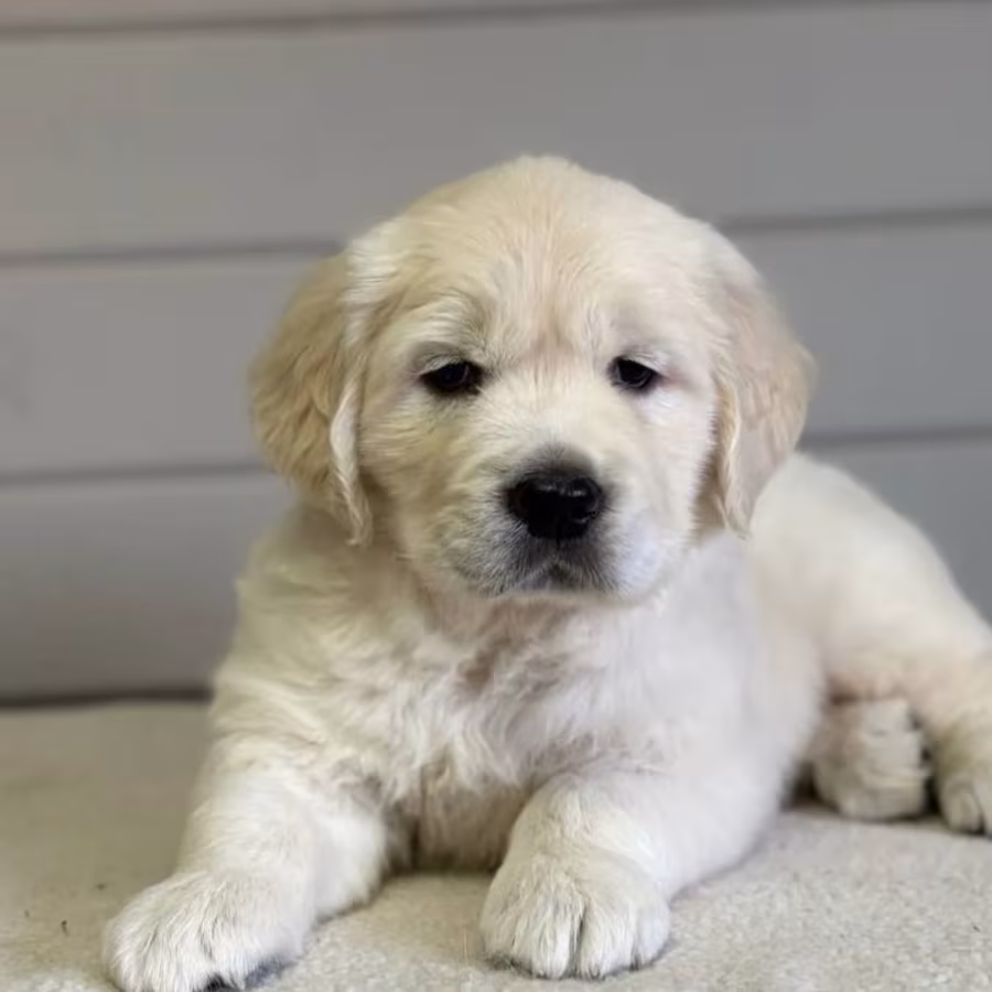 Golden Retriever Girl Puppy Looking for a Home in New York (NY)