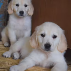 Golden Retriever Puppies for Sale in Arizona (AZ)
