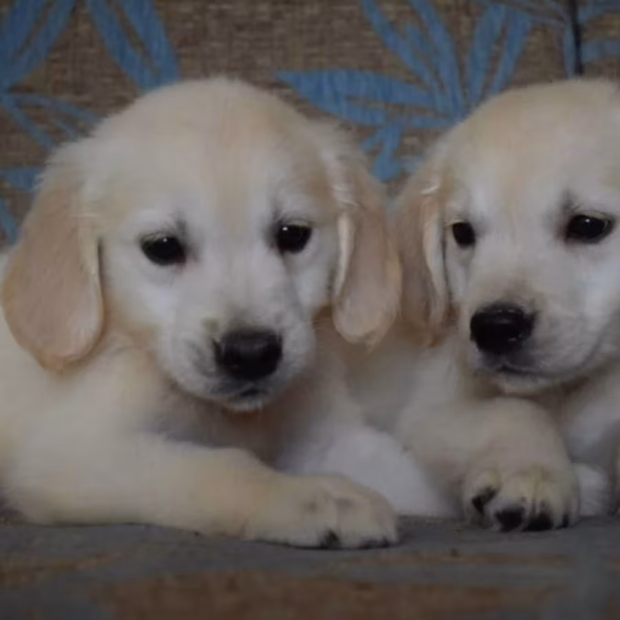 Golden Retriever Puppies for Sale in Arizona (AZ)
