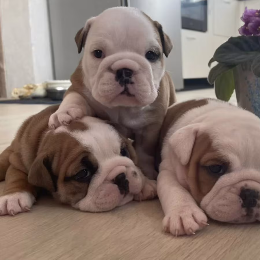 English Bulldog Puppies for Sale in Pennsylvania (PA)