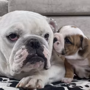 English Bulldog Puppies for Sale in Pennsylvania (PA)