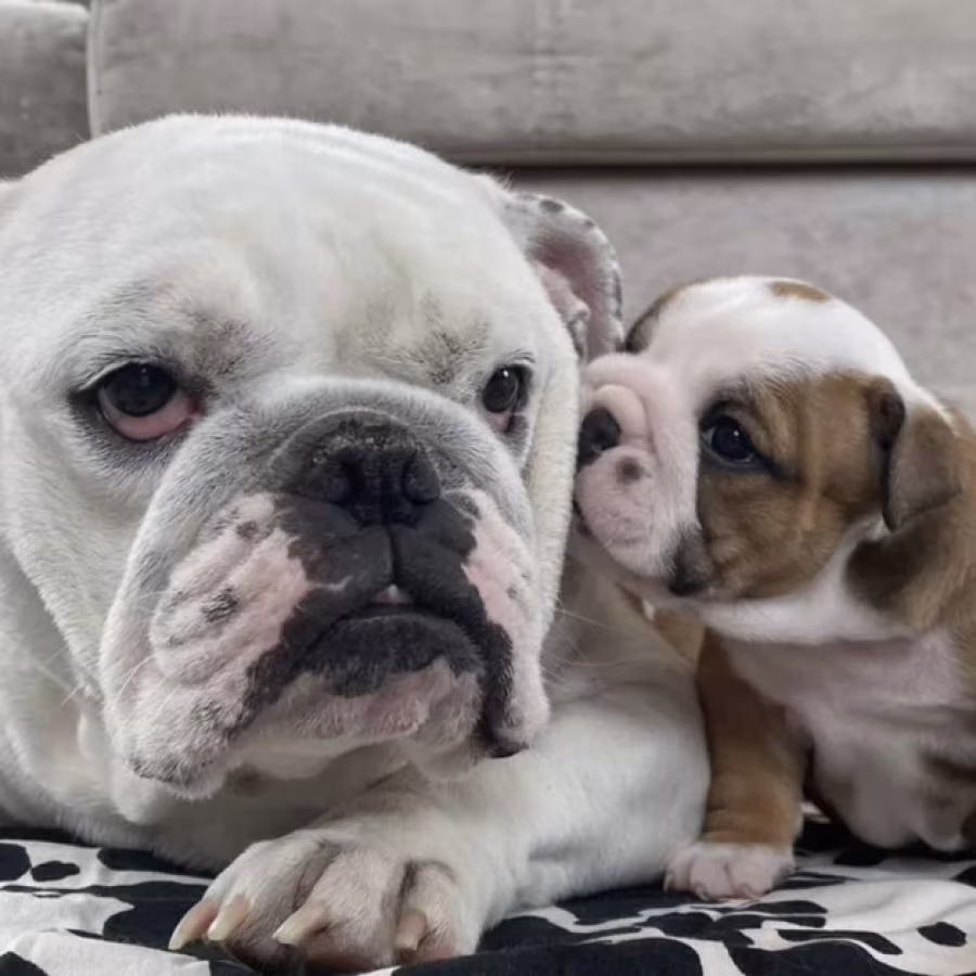 English Bulldog Puppies for Sale in Pennsylvania (PA)