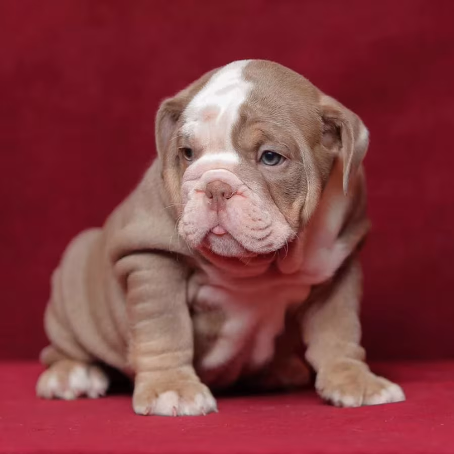 English Bulldog Puppies for Sale in California (CA)