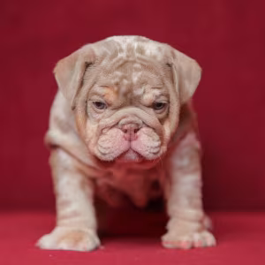 English Bulldog Puppies for Sale in California (CA)