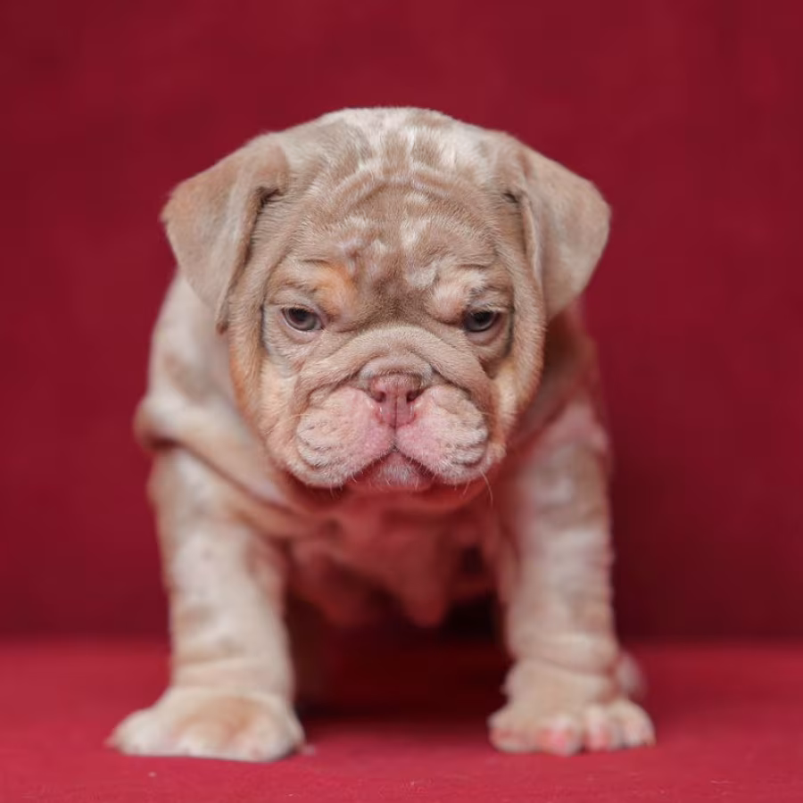 English Bulldog Puppies for Sale in California (CA)